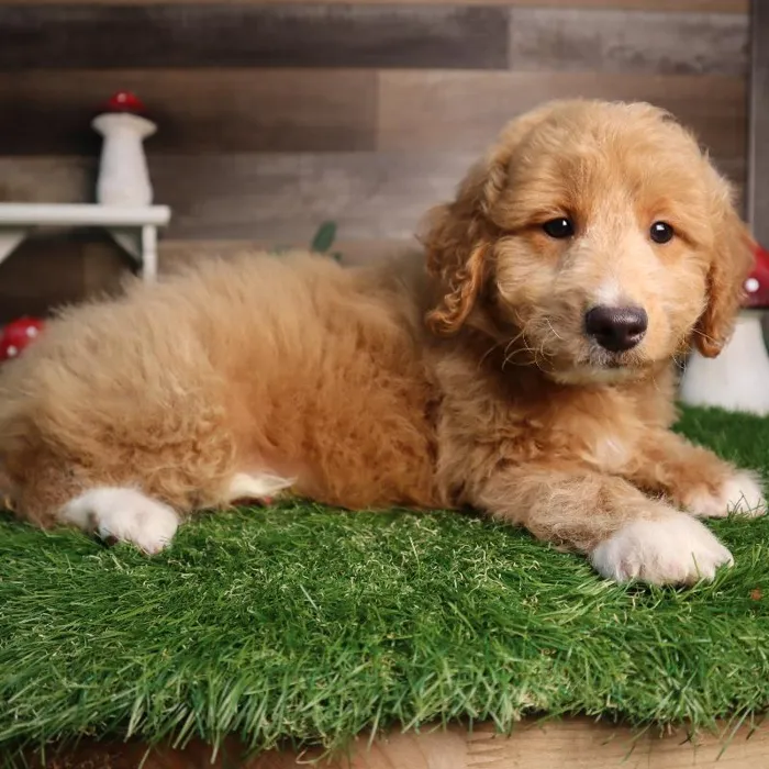 Male Mini Goldendoodle puppy named Juan for sale at Four Paws and a Tail.