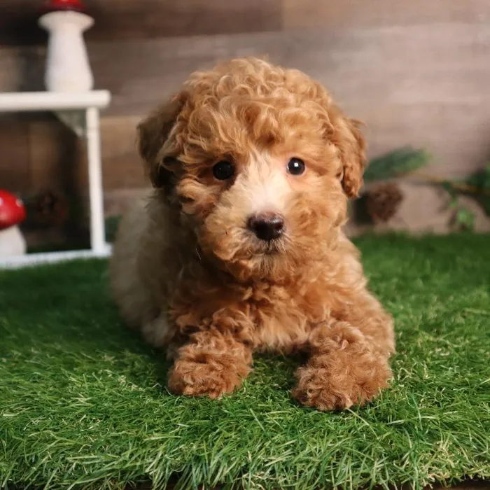 Male Mini Goldendoodle puppy named Bear for sale at Four Paws and a Tail.