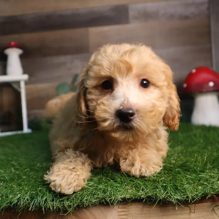 Male Mini Goldendoodle puppy named Freddie for sale at Four Paws and a Tail.