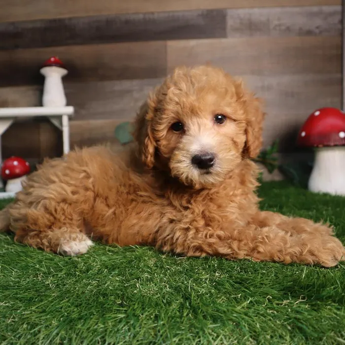 Male Mini Goldendoodle puppy named Wilburn for sale at Four Paws and a Tail.