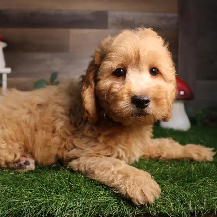Male Mini Goldendoodle puppy named Auther for sale at Four Paws and a Tail.