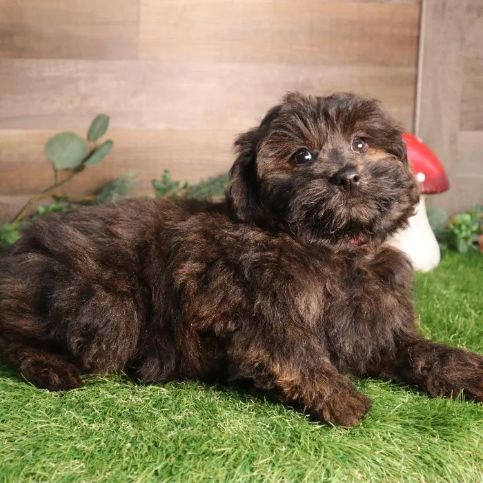 Female Pom-A-Poo puppy named Mocha for sale at Four Paws and a Tail.