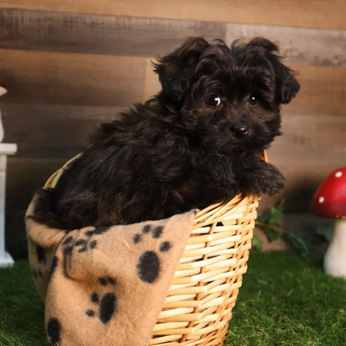 Female Pom-A-Poo puppy named Coral for sale at Four Paws and a Tail.