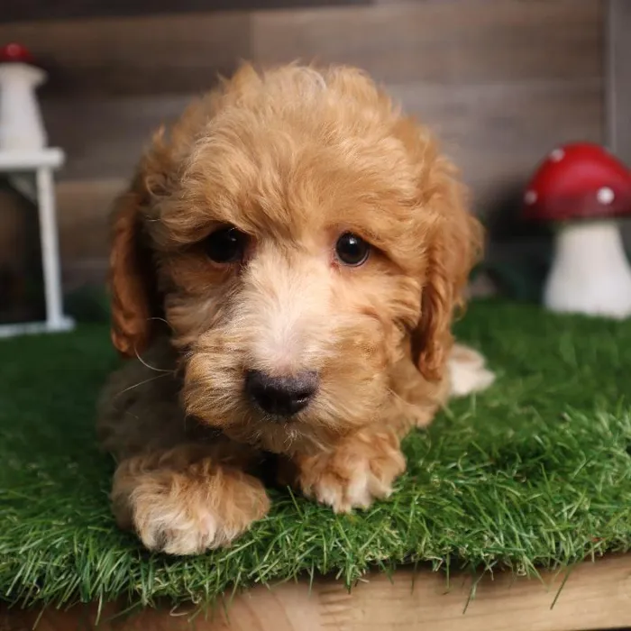 Male Mini Goldendoodle puppy named Lee for sale at Four Paws and a Tail.