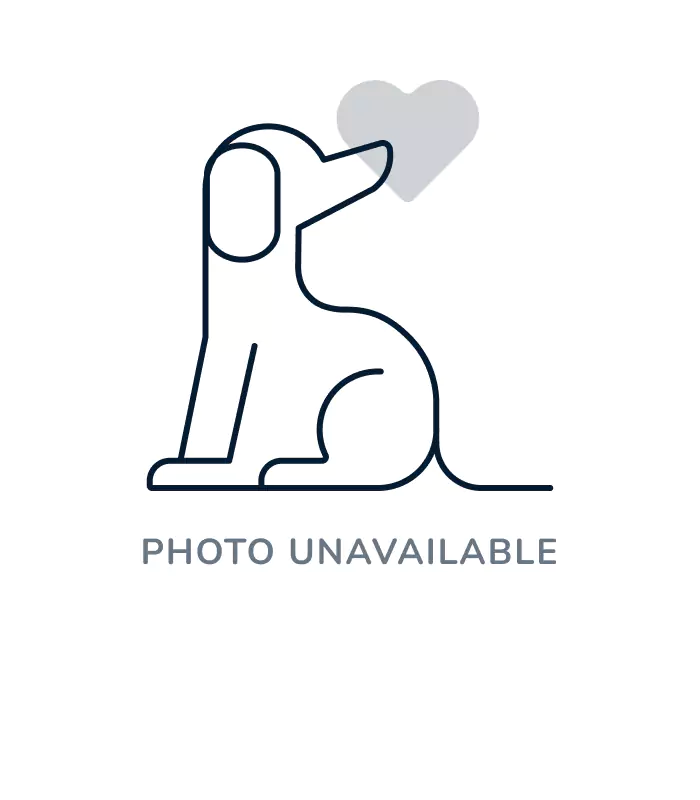 Male Mini Goldendoodle puppy named Juan for sale at Four Paws and a Tail.